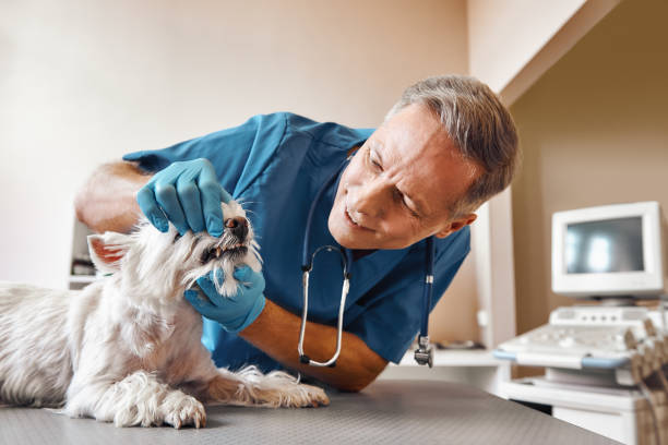 Best Emergency Root Canal Treatment in Longboat Key, FL
